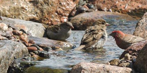 oiseaux © Jardins Aquadesign