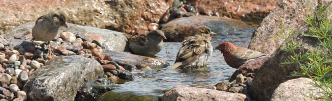 © Jardins Aquadesign