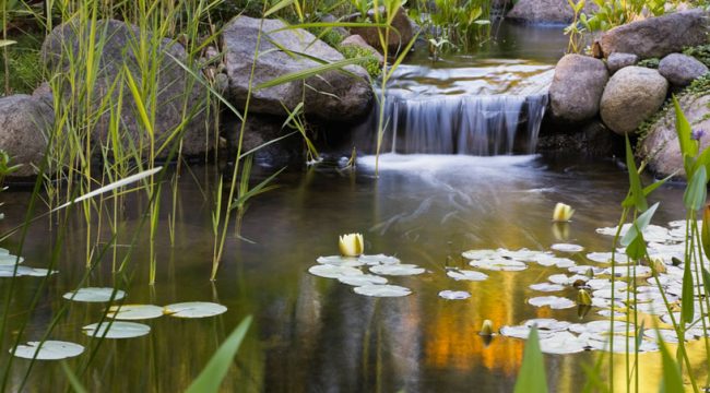 © Jardins Aquadesign