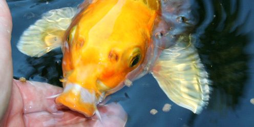 Nourrir-Koi-web © Jardins Aquadesign