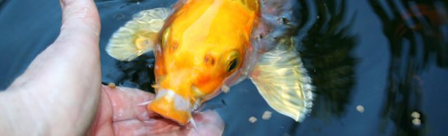 © Jardins Aquadesign