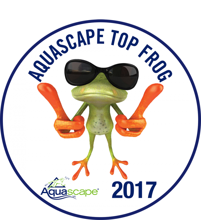 Jardinaquadesign Aquascape TopFrog