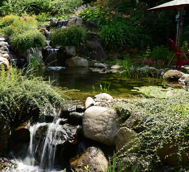 Étang baignade Jardins Aquadesign